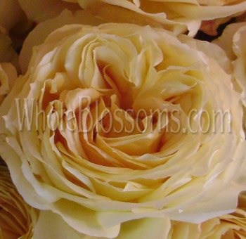 Close-up of a Caramel Antique Garden Rose showcasing intricate layers of warm caramel and creamy white petals in a fully bloomed state.