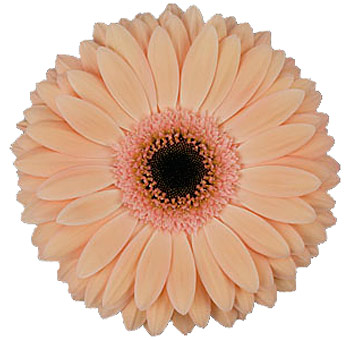 Peach Gerberas