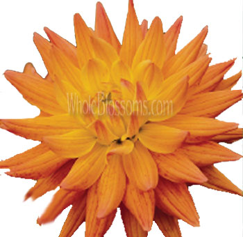 Yellow Dahlia With Orange Crown