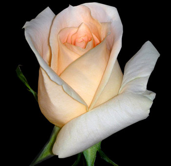 A close-up of Peach Roses, highlighting their soft petals and romantic hues.