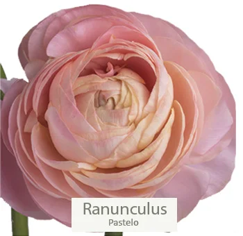 Peachy pink ranunculus, exuding warm, romantic charm.