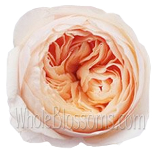 David Austin Juliet Peach Garden Roses with soft peach petals and classic rosette blooms, perfect for weddings, anniversaries, and elegant floral designs.