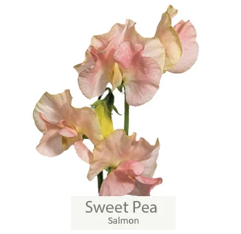 Peach sweet peas, infusing a subtle, fragrant charm.