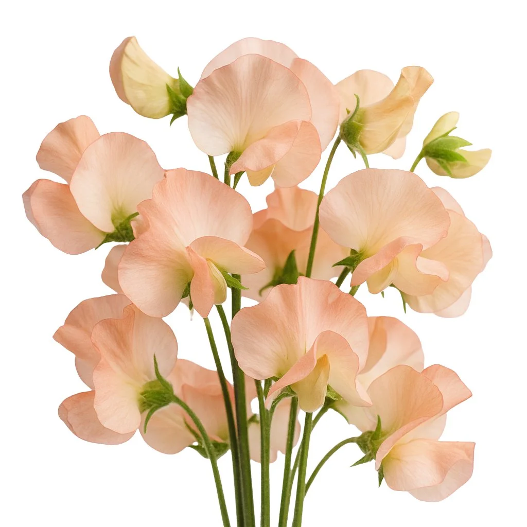 Peach sweet pea flowers with a soft salmon cast, perfect for weddings, gifts, and premium wholesale floral arrangements.