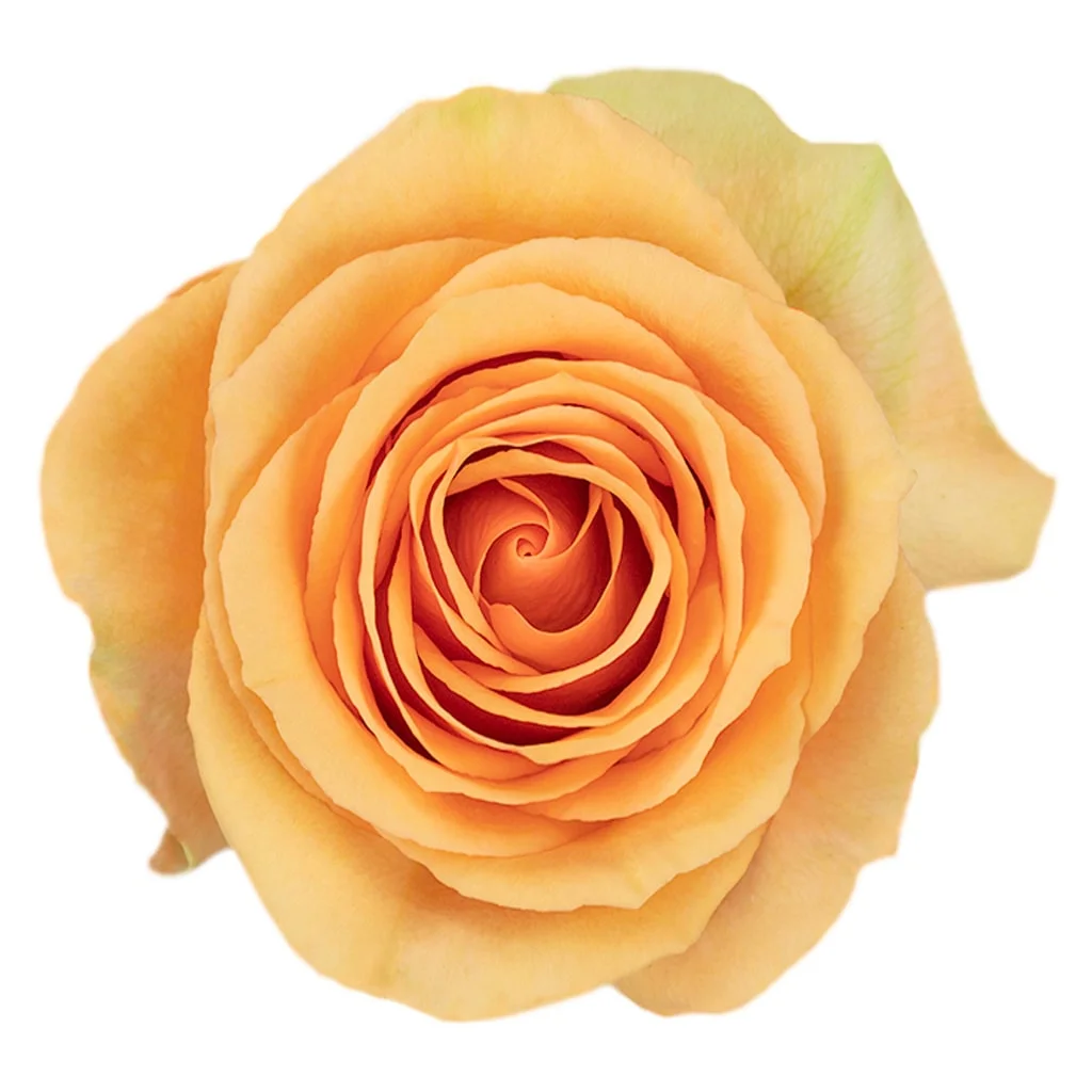 Peach Versilia Rose in soft peach tones, ideal for wholesale wedding flowers and premium floral arrangements for elegant events.