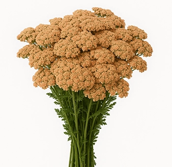 Shop premium peach Yarrow filler flowers in bulk for weddings and event decor. Vibrant, textured blooms delivered fresh at wholesale pricing.
