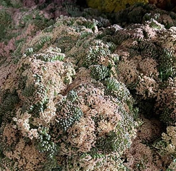 Peach Yarrow Achillea in bulk for weddings and events. Fresh, textured filler flower at wholesale prices—ideal for bouquets, centerpieces, and décor.