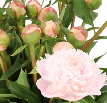 Bulk Pecher peonies with soft blush blooms and closed buds, perfect for weddings and events in May and June. Farm-fresh wholesale flowers.
