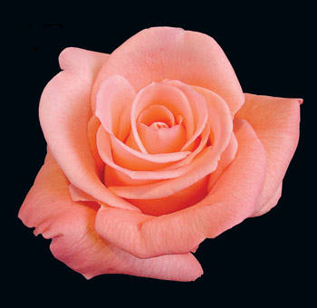 Close-up of a Peckoubo Peach Pink Rose showcasing its soft peach and pink hues.