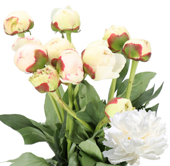 Cream Peonies