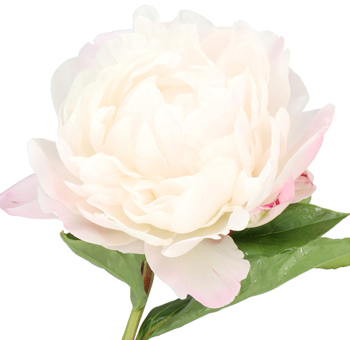 Pink Peonies