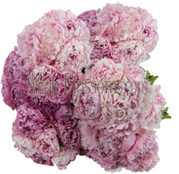 Pink Peonies Flower