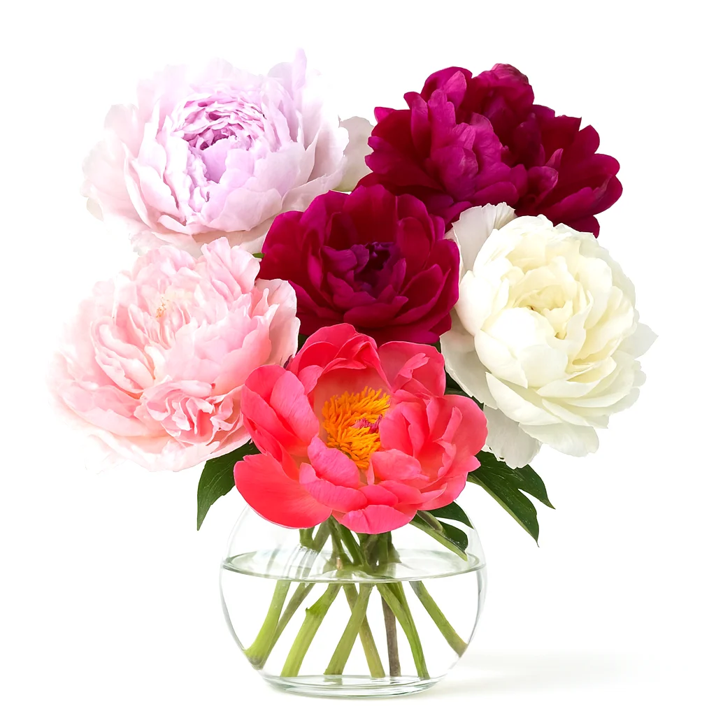 Fresh peony blooms in assorted colors arranged in a vase on a white background.