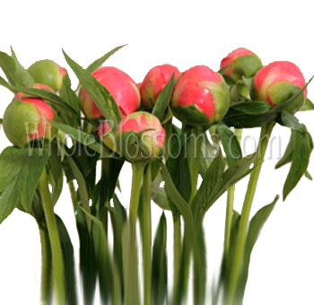 Peony Coral Flower