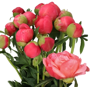 Bulk Coral Sunset Peonies with glowing salmon-pink petals for weddings and events. Top choice for summer brides and floral designers alike.