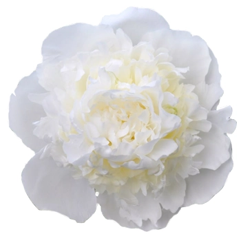 Peony Duchesse de Nemours Peony Duchesse de Nemours
