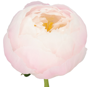 Blush pink Miss America peonies, perfect for weddings and events, bloom in May and June, offering timeless elegance and a soft, romantic touch.