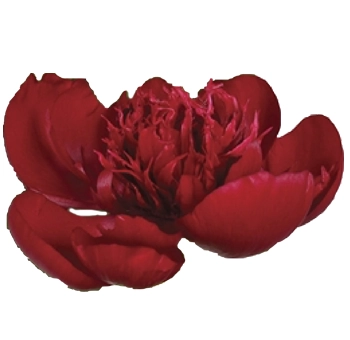 Dark red Red Charm Peonies in bloom and bud, perfect for DIY floral arrangements and event styling during peony season in May and June.