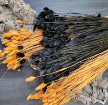 Phalaris Grass - Orange & Black Preserved Phalaris Grass - Orange & Black Preserved