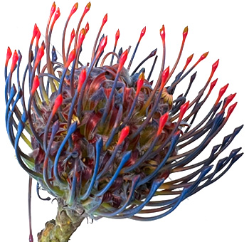 Bold blue-tinted pincushion flowers offer striking texture for modern weddings and artistic floral designs.