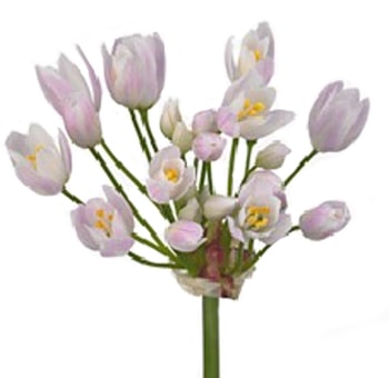 Allium Roseum pink wholesale wedding flowers – soft pastel bulk blooms perfect for bouquets, décor & floral arrangements.