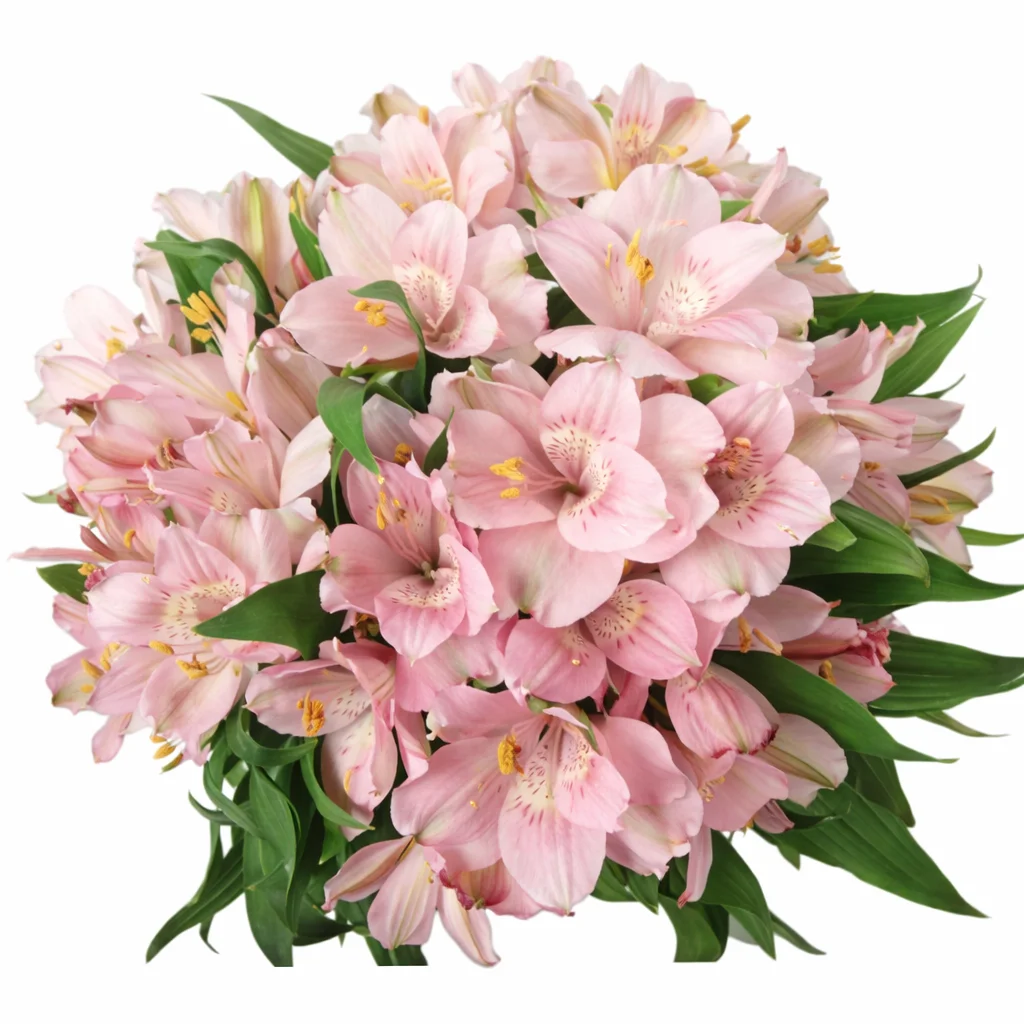 Pink alstroemeria flower featuring gentle rose-toned petals with subtle markings, creating a soft and elegant look for arrangements.