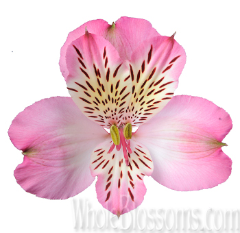 Vibrant pink alstroemeria, adding a pop of color to a wedding centerpiece.