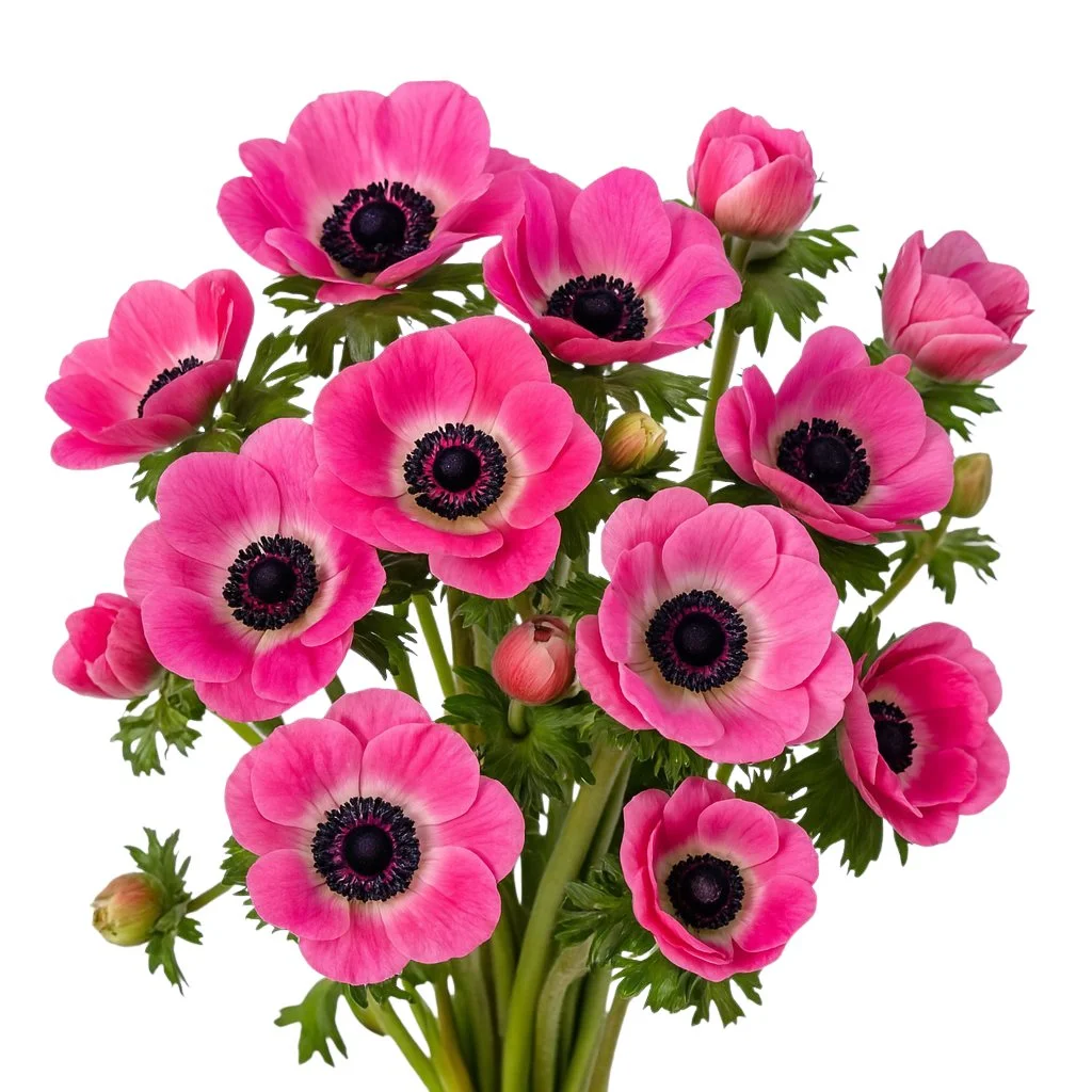 Pink Anemone