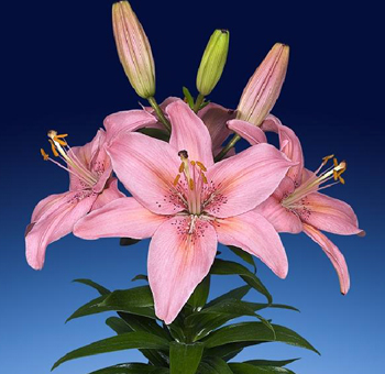 Single pink oriental lily bloom with two unopened buds on a slender green stem, perfect for elegant floral designs and wedding centerpieces.
