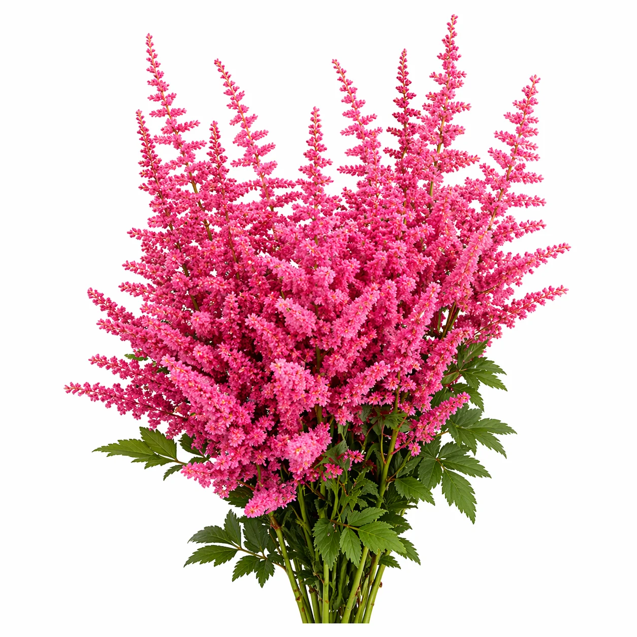 Astilbe Pink Flowers