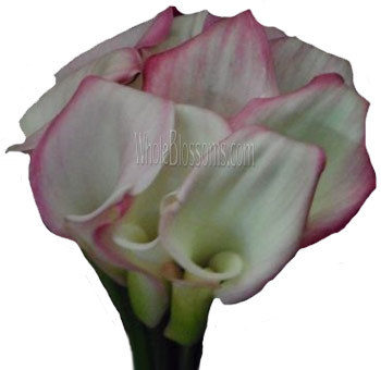 Pink Calla Lilies Wedding Flowers