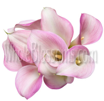 Pink Calla Lily Bouquet