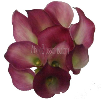 Pink Calla lilies