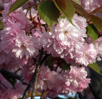 Elegant fresh pink cherry blossoms, perfect for adding a touch of romance and charm to weddings and special events.  