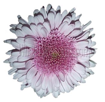 A close-up of a blush pink Cremon Mum flower, featuring soft pink petals with a fuller, rounded shape and intricate detail at the center.