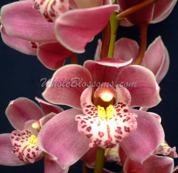 Pink Cymbidium