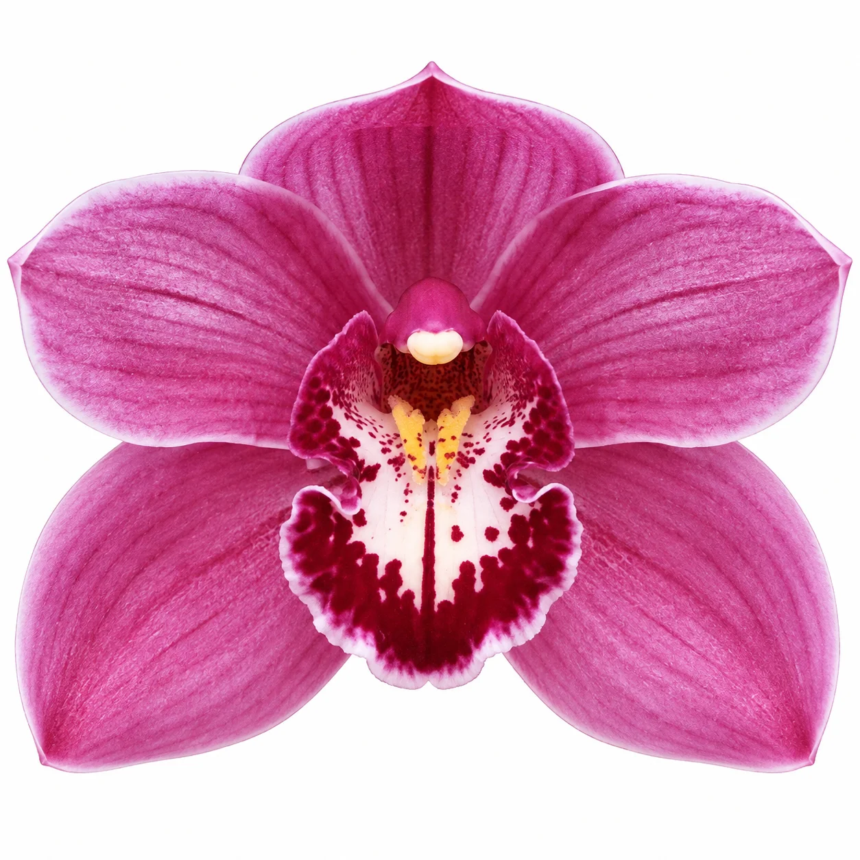 Single bloom close-up of Pink Cymbidium Orchid showing medium pink petals and vibrant magenta yellow lip