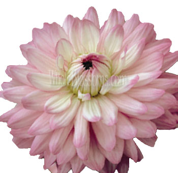 Pastel pink dahlia flower close-up on white background for wholesale event flowers.