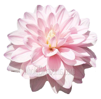 Pink Dahlia Flower