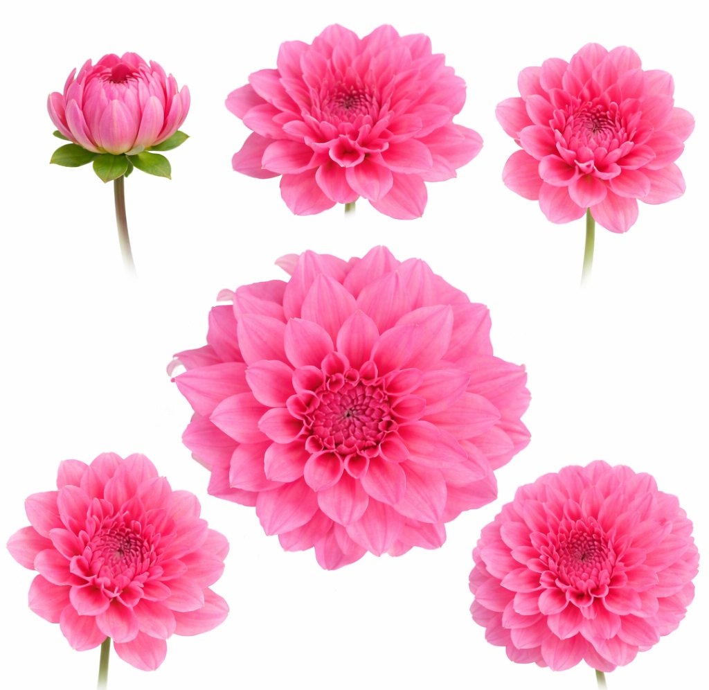 Quartz pink dahlias in multiple bloom stages from tight bud to fully open flower for wedding and event design