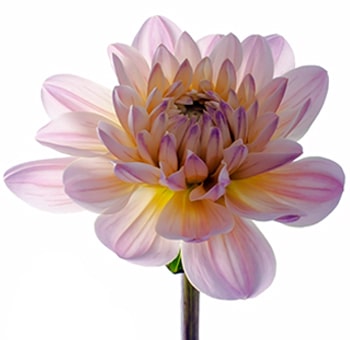 Pink Dahlia