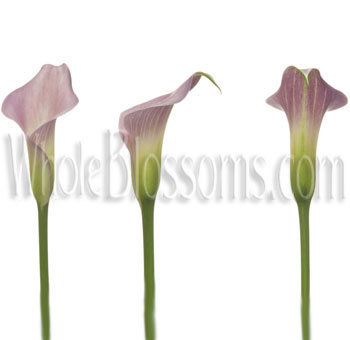 Pink Flowers Calla Lily 