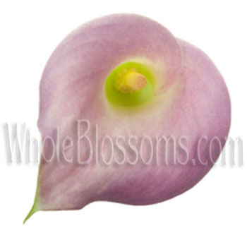 Pink Flowers Calla Lily Wedding flowers