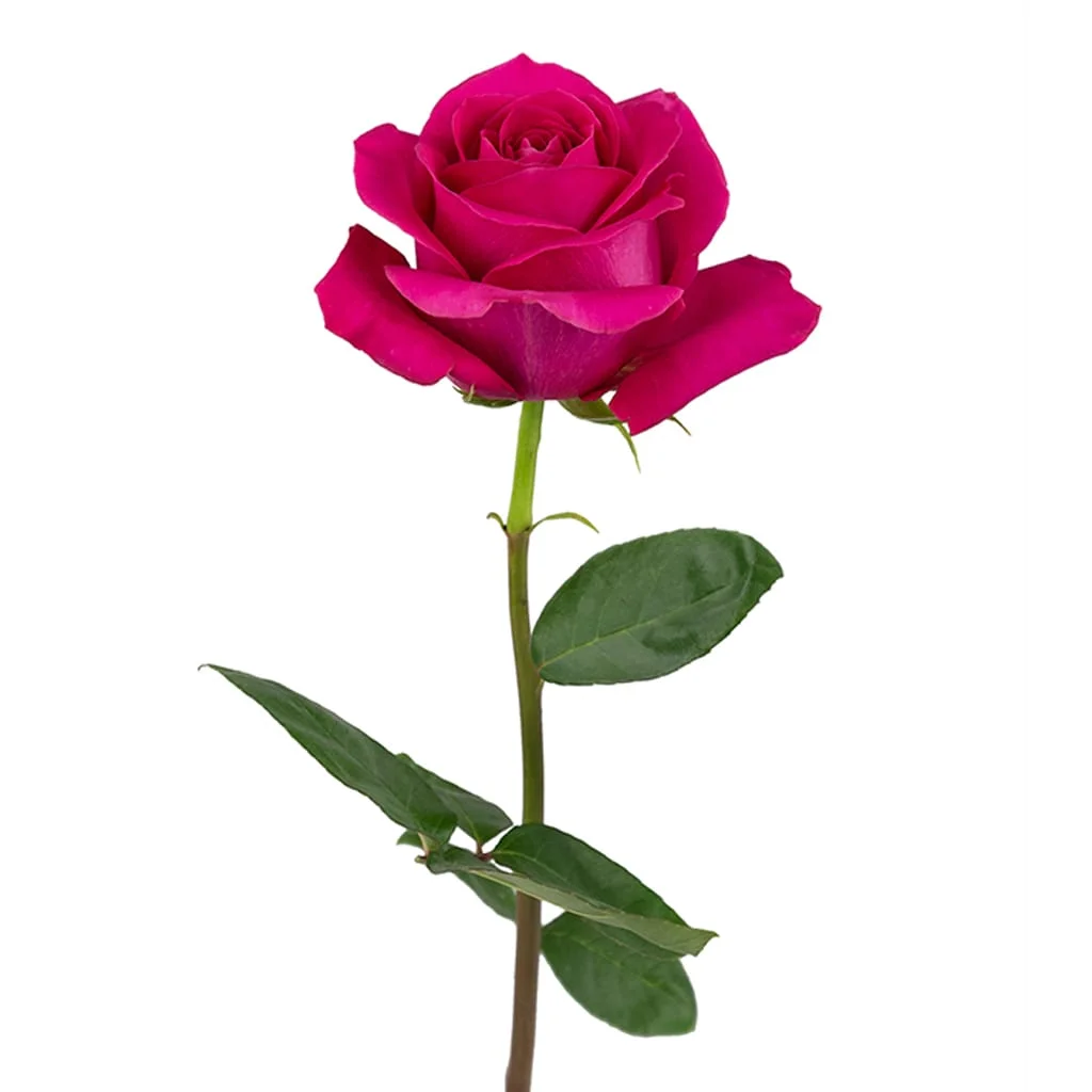 Fresh-cut Pink Floyd Roses in hot pink, ideal for aisle flowers, centerpieces, and bridal designs, delivered farm-direct in wholesale bundles.