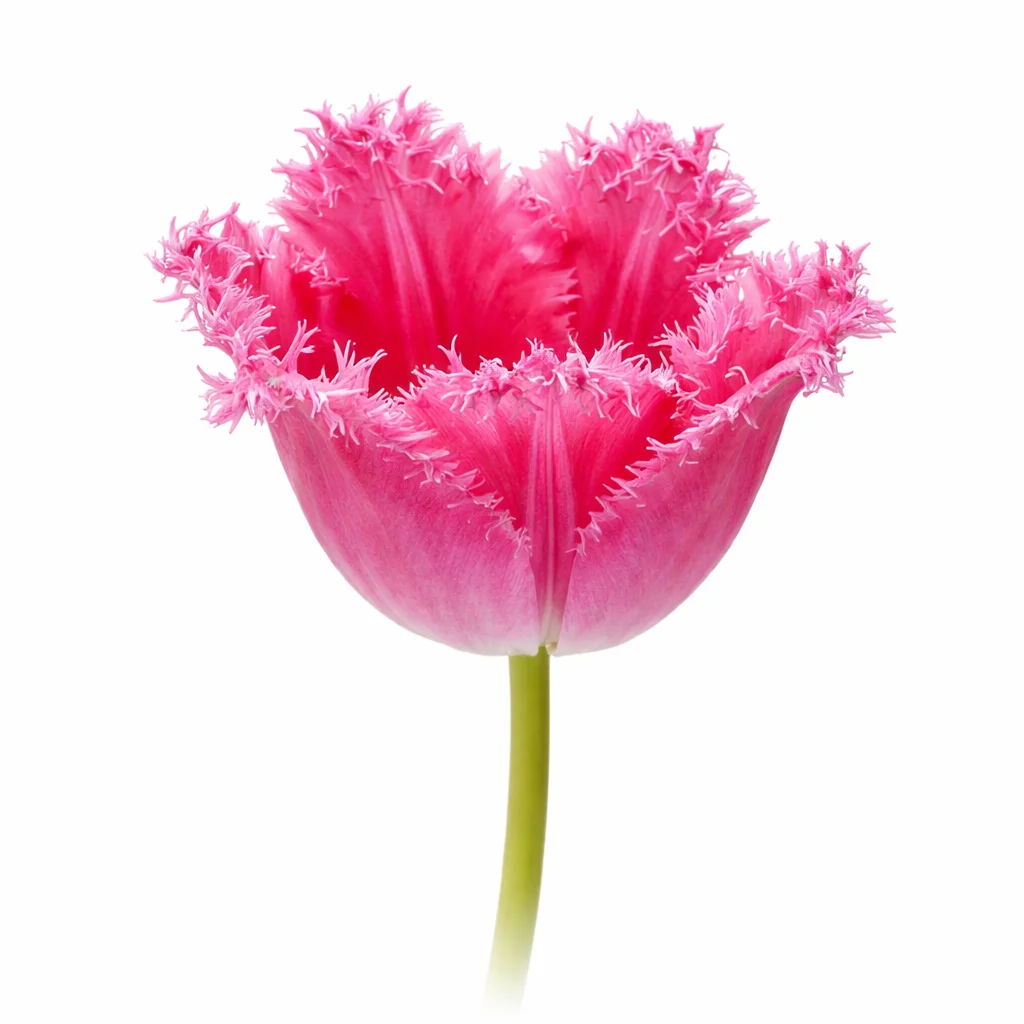Wholesale pink fringed tulips for weddings and events, soft textured blooms in bulk for romantic centerpieces.