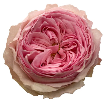 Close-up of Mansfield Park Pink Garden Rose in full bloom, showcasing delicate, ruffled petals in a soft pink hue.