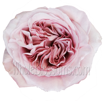 A close-up of a fully bloomed Pink Invitation Garden Rose, showcasing its soft pink ruffled petals, peony-like shape, and delicate floral texture.