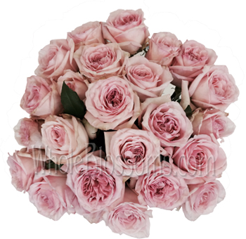 Zoomed-in view of the intricate petal structure, capturing the soft texture and delicate blush tones.