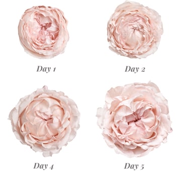 Bridal Tiara Light Pink Garden Rose bloom progression from Day 1 to Day 5, showcasing delicate light pink layered petals and full rosette blooms.