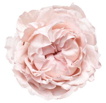 Close-up of a Bridal Tiara Light Pink Garden Rose with soft, light pink petals and a full rosette bloom, showcasing its delicate and elegant texture.